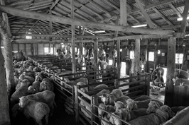 Steam Plains Shearing 022286  © Claire Parks Photography 